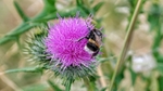 Thistle Bee 1895