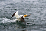 Gannet 6