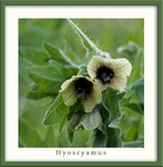 Hyoscyamus niger