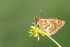 Marsh Fritillary