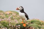 Puffen Cute 14