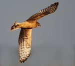 Female Hen Harrier