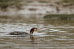 Common Merganser swallowing fish, Silver Salmon Creek, Alaska