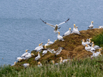Gannets