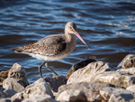 Black Tailed Godwit