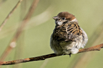 Tree Sparrow  (juv)