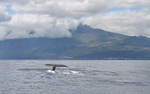 The pico and a sperm whale