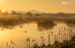 Morning light, Avalon Marshes