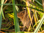 Water Vole
