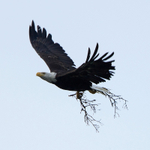 Bald Eagle in flight with nest material