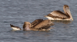  Pelicans _0016