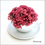 Stonecrop