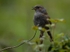 Dunnock
