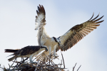 Ospreys