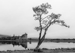 Tree and Kilchurn Castle (1)