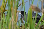 Coot