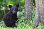 Black Bear cub paw raised, Minnesota, USA