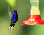 Violet Sabrewing (male) approaches a feeder at Curi-Cancha