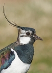 Lapwing