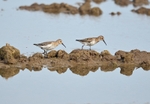 Dunlin