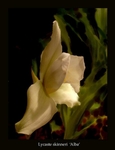 Lycaste skinneri 'Alba'