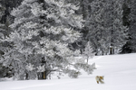 Yellowstone Red Fox