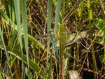 Emperor Dragonfly