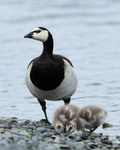 Barnacle Goose at lagoon edge, Jokulsarlon, Iceland