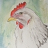 White chicken