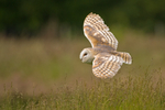 Barn Owl