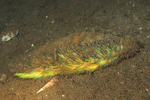 Aphrodita aculeata