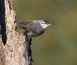 Kruper's Nuthatch