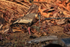 Buff-necked Ibis with nest material, Porto Jofre, Brazil