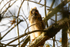 Shocked Long Eared Owl Chick