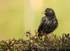 Starling