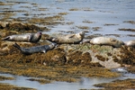 Common Seals