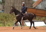 James Ewart Racing portfolio