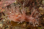 Dendronotus frondosus