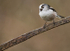 LONG TAILED TIT REF LTT 9