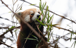 Red Panda