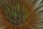 Pachycerianthus multiplicatus
