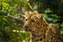 Amur Leopard - Crispin