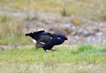 Black Grouse