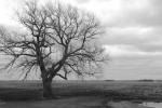 Willow on the Prairie
