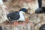 Imperial Shag sitting on nest, Cape Bougainville, Falklands
