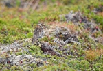 Lapland Bunting
