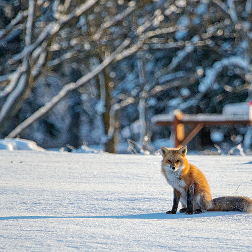 Vulpes vulpes.  Waiting for the mail delivery?