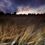 Barley Field