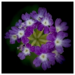 Flowers - Studio Series-1