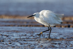 Little Egret (Egretta garzetta)